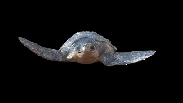 Sea Turtle Swimming alt