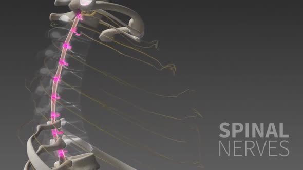 The Human nervous system 3d medical animation