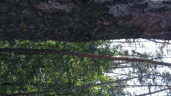 Vertical Video Aerial View Inside a Green Forest with Trees in Summer