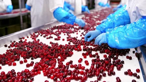 Cherry in Sorting Process
