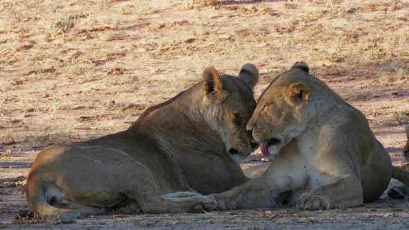 Beautiful Lionesses Grooming Each Other While Lying On The Ground In Kgalagadi, Botswana. - close up