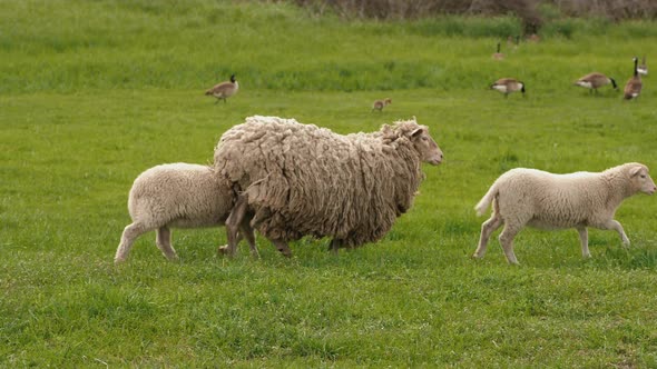 White Sheep with Two Lambs Run on Green Grass in the Meadow