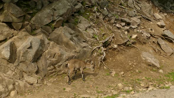 Brown goat camouflaging with the rocky mountains on side of road. Tracking shot.