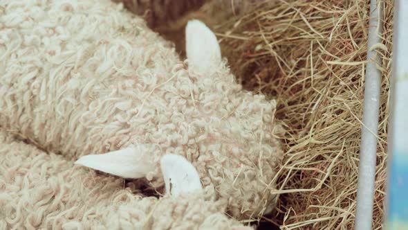 Young Greyface Dartmoor Sheep With Thick White Fleece Eating Hay During An Agricultural Show In Engl