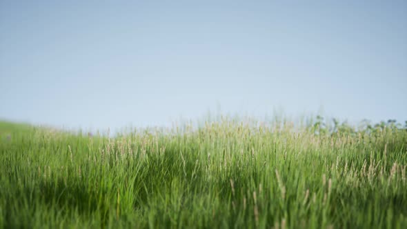 Field of Green Fresh Grass Under Blue Sky