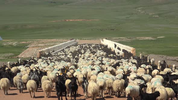 Crowded Sheep Herd Crossing the Bridge