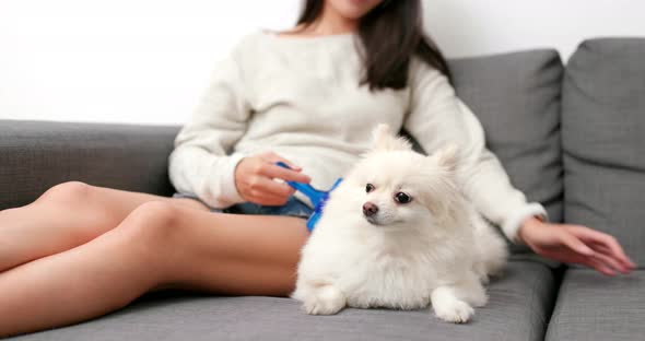 Pomeranian hate brushing hair