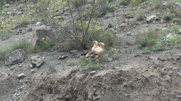 Egyptian Vulture