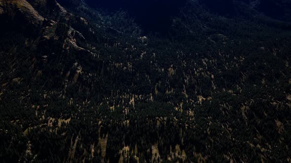 Panorama of Cone Forest at Mountains