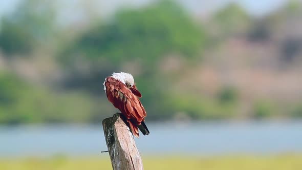 Brahminy kite in Arugam bay nature reserve, Sri Lanka 