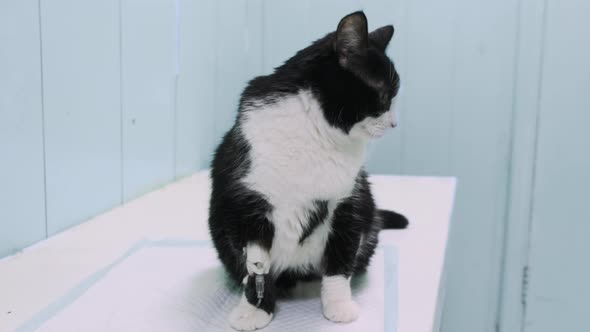 Cat Sits on Veterinary Table in Clinic Background of Blue Medical Room Catheter in Paw for