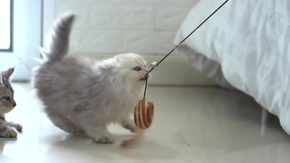 Cute Persian Kitten Playing Toy