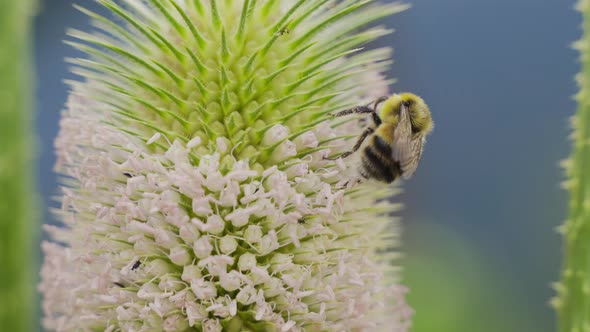 Bee and flower.