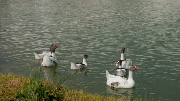 Group of Geese Swims on the Lake in Summer in Turkey