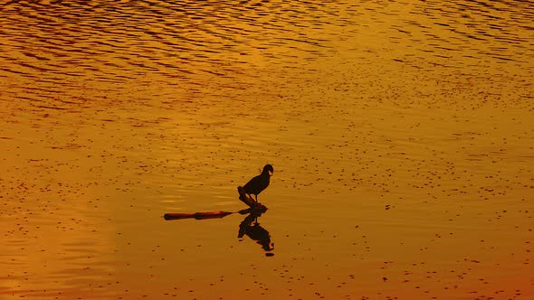 Lonely bird relaxing  and drinking water in lake at beautiful sunset evening