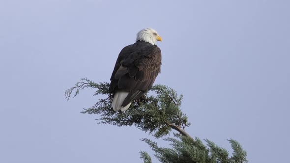 Bald Eagle on Treetop Looking Around Real Time