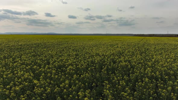 Yellow Canola Field. Field of Blooming Rapeseed Aerial View. Yellow Rapeseed Flowers and Sky with