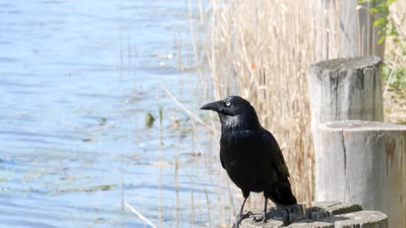 Crow sitting on a pillar by a river.