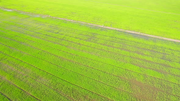 Drone flying over the beautiful rice field scenery. nature green pattern