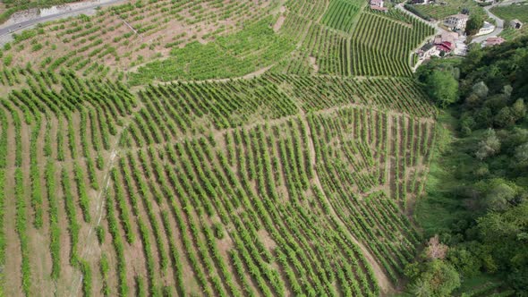 Aerial View of Vineyard Fields on the Hills in Italy Growing Rows of Grapes