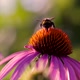 Closeup the bee pollinate a flower - VideoHive Item for Sale