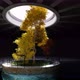 Yellow tree In the center of the tunnel beside the waterfront. - VideoHive Item for Sale