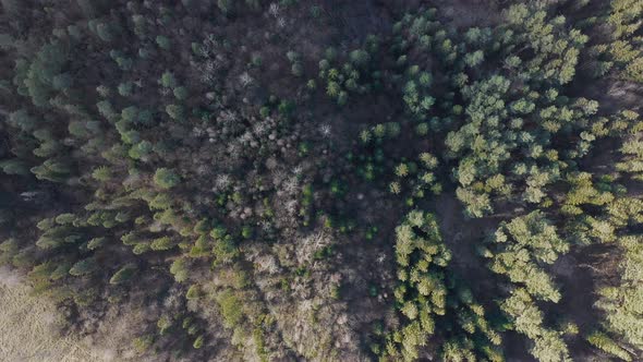 Aerial view. Forest with green coniferous trees on a cloudy spring day. Natural landscape.