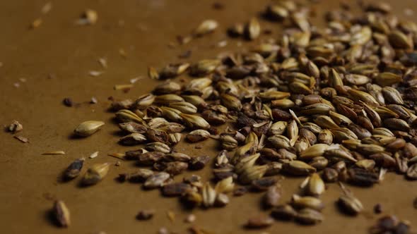 Rotating shot of barley and other beer brewing ingredients - BEER BREWING 