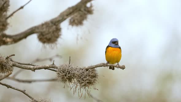 A colorful Blue-and-yellow Tanager (Pipraeidea bonariensis) standing on a branch. Slow motion video.