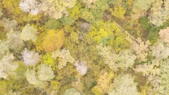 Vertical Video of the Forest on an Autumn Day Slow Motion