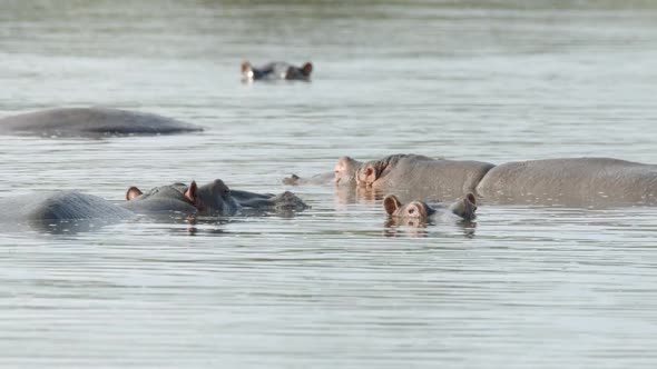 Hippo in Natural Habitat. African Animal Cooling in River Water on Hot Day, Full Frame Slow Motion