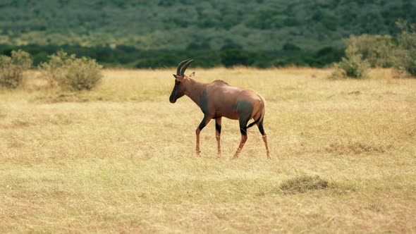 Gazelle in Africa Savanna