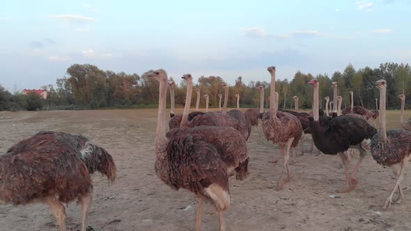 Flock of Ostriches at Countryside Farm