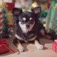 black color fur chihuahua dog smile and joyful with christmas tree decorating - VideoHive Item for Sale
