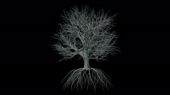 Growing Tree With Big Roots alt