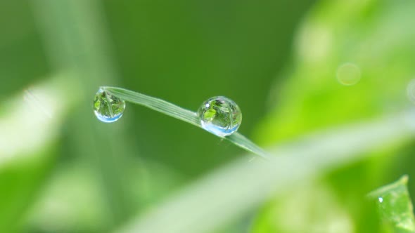 Dewdrops on the Lush Vegetation at Dawn