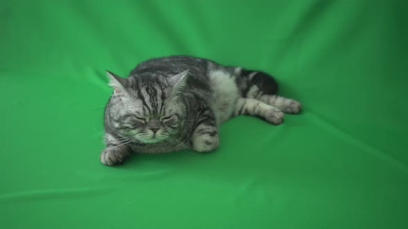 Scottish Straight Cat Watching Green Background