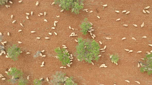 Drone view of a flock of sheep