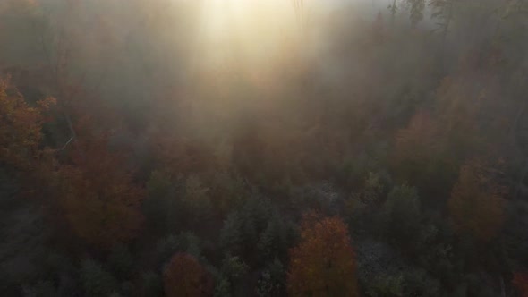 Flying Through the Fog Above Autumn Forest at Dawn