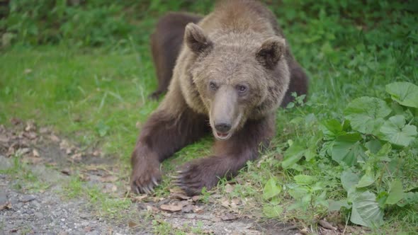 big mature brown bear heavy breathing next to road