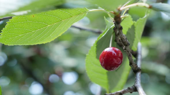 Cherry tree branch with one piece  tasty fruit on wind 4K 2160p UltraHD footage - Close-up cherry tr