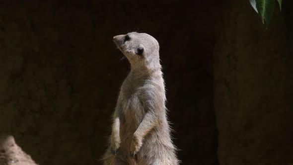 Meerkat Suricate in a Rock