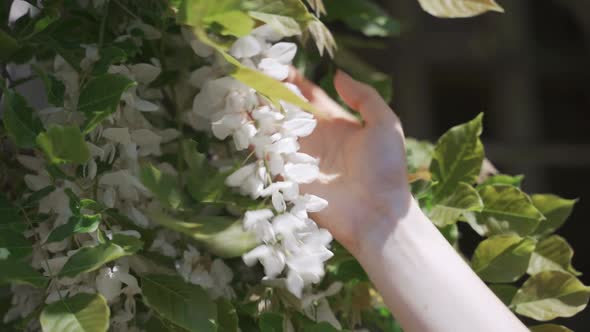 A Woman's Hand Touches a Blooming White Acacia