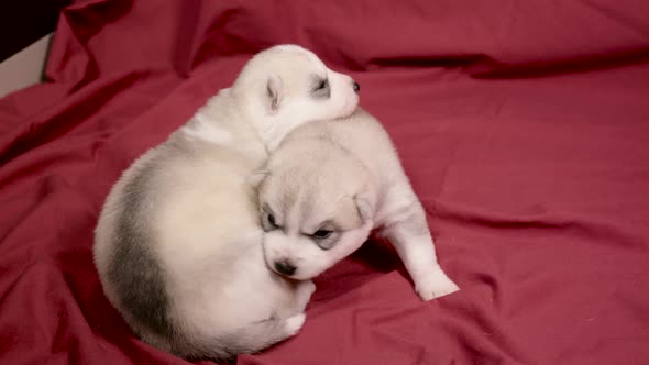 cute newborn Husky puppies huddling for warmth on red sheet