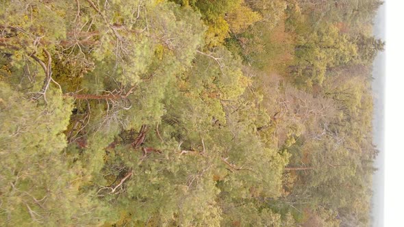 Vertical Video Aerial View of Trees in the Forest on an Autumn Day in Ukraine Slow Motion