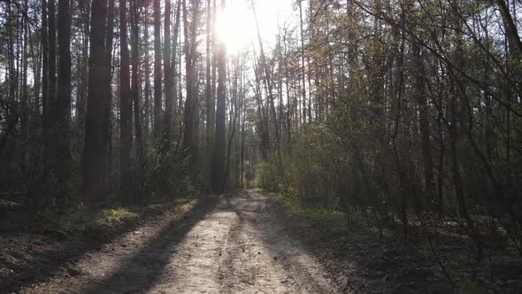 Aerial View of the Road Inside the Forest