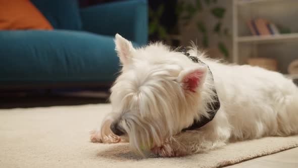 Funny Dog Playing with Ball Closeup