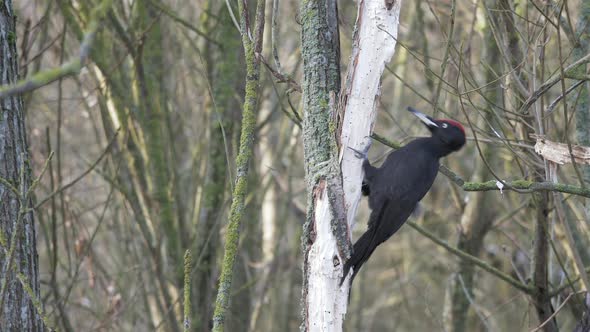 Black Woodpecker Hacking On Tree In Sweden