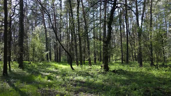 Green Forest During the Day Aerial View