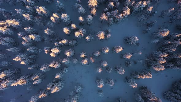 Coniferous Forest in Winter